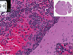 EPD-410FH cells