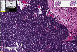 Med-211FH cells