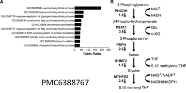 SSP gene expressions