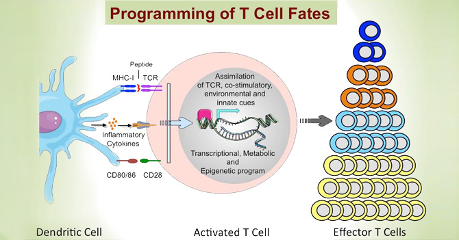 T cell slide